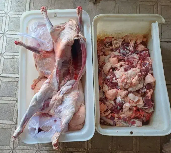 گوسفند زنده جهت عقیقه قربانی بره نر ماده میش بزغال|حیوانات مزرعه|مشهد, نوید|دیوار