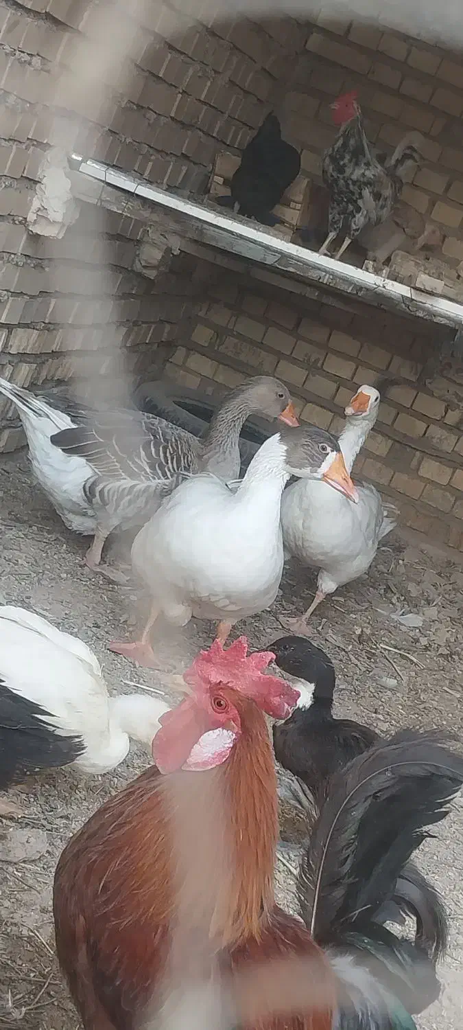 و غاز و خروس|حیوانات مزرعه|آبادان, |دیوار