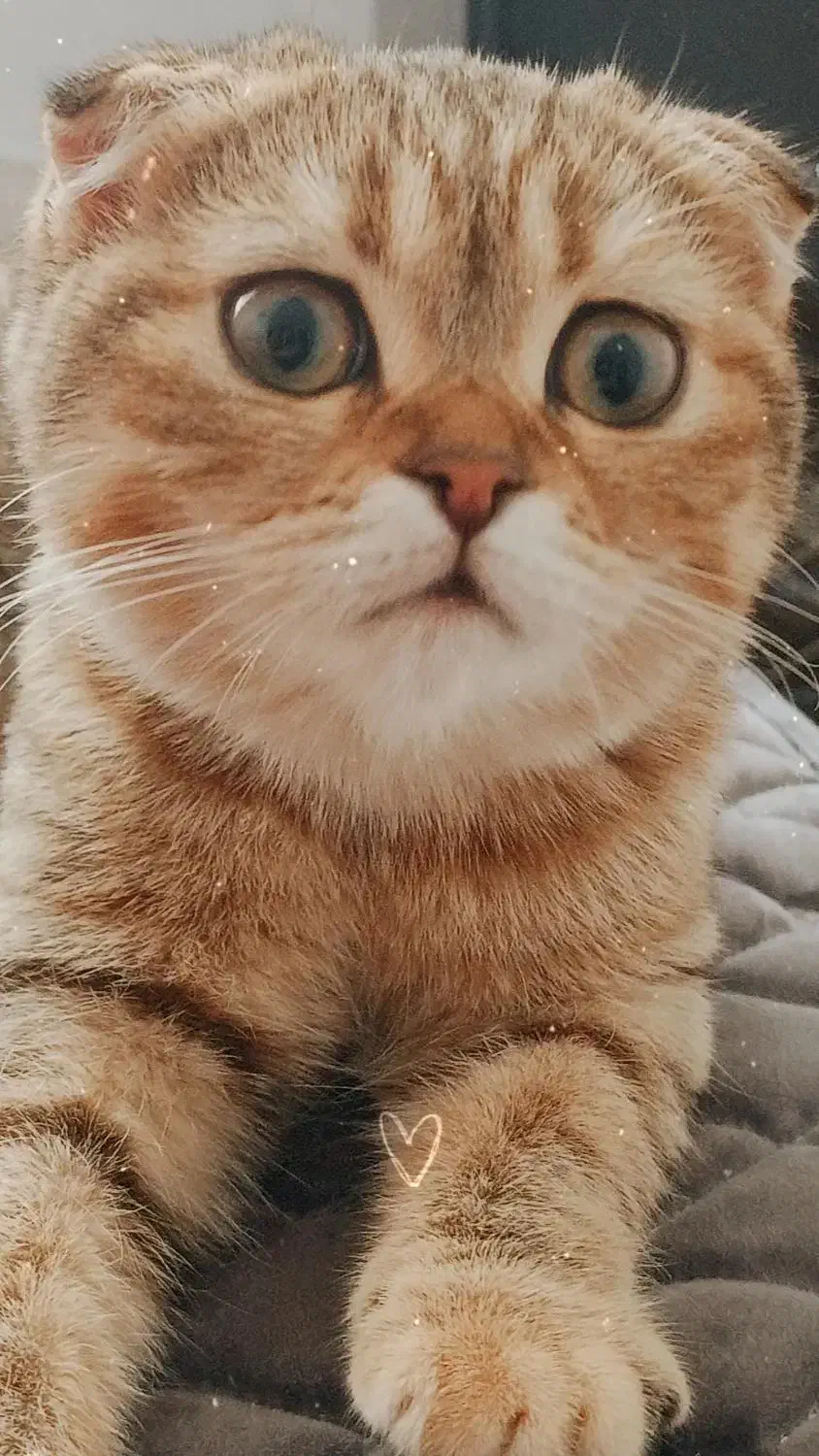 گربه|گربه|چالوس, |دیوار