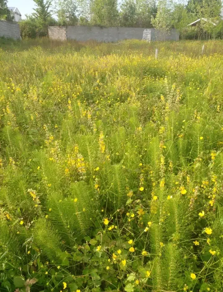 زمین مسکونی و باغی با شرایط فوق العاده|فروش زمین و ملک کلنگی|صومعه‌سرا, |دیوار