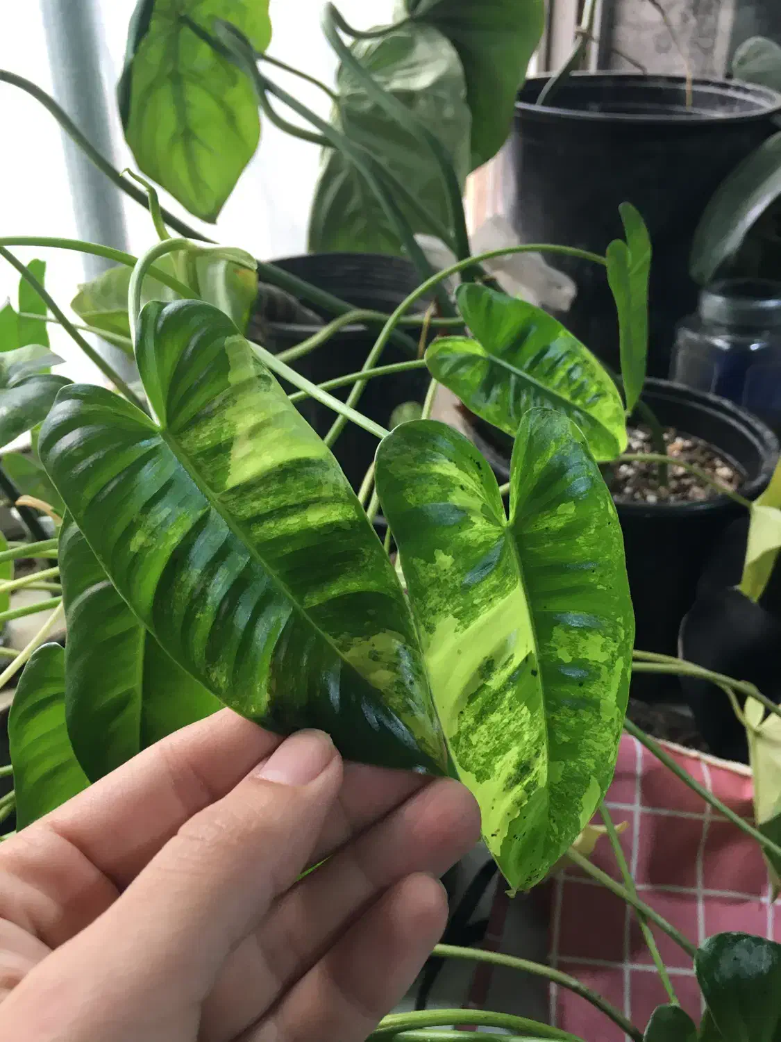 فروش گل و گیاه ابلق|گل و گیاه طبیعی|ساری, |دیوار