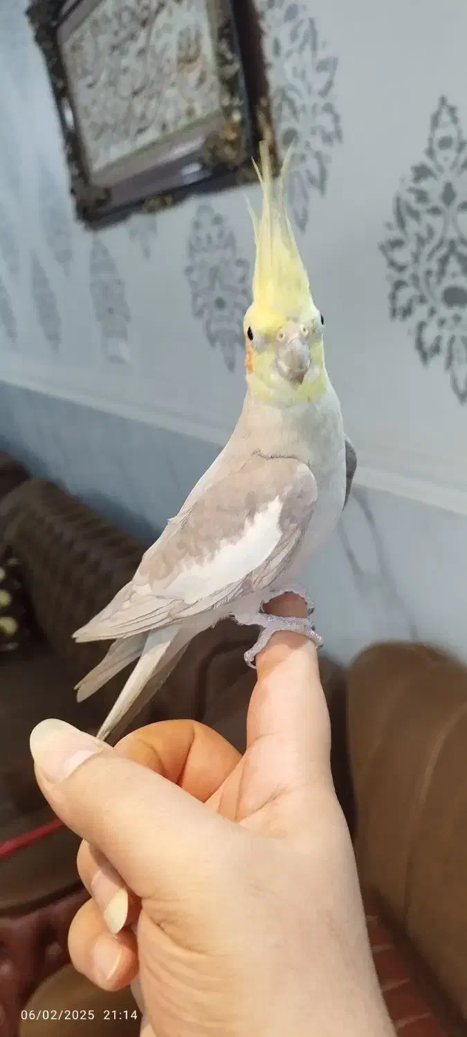 فروش فوری عروس هلندی نر بالغ بالغ|پرنده|کارون, |دیوار