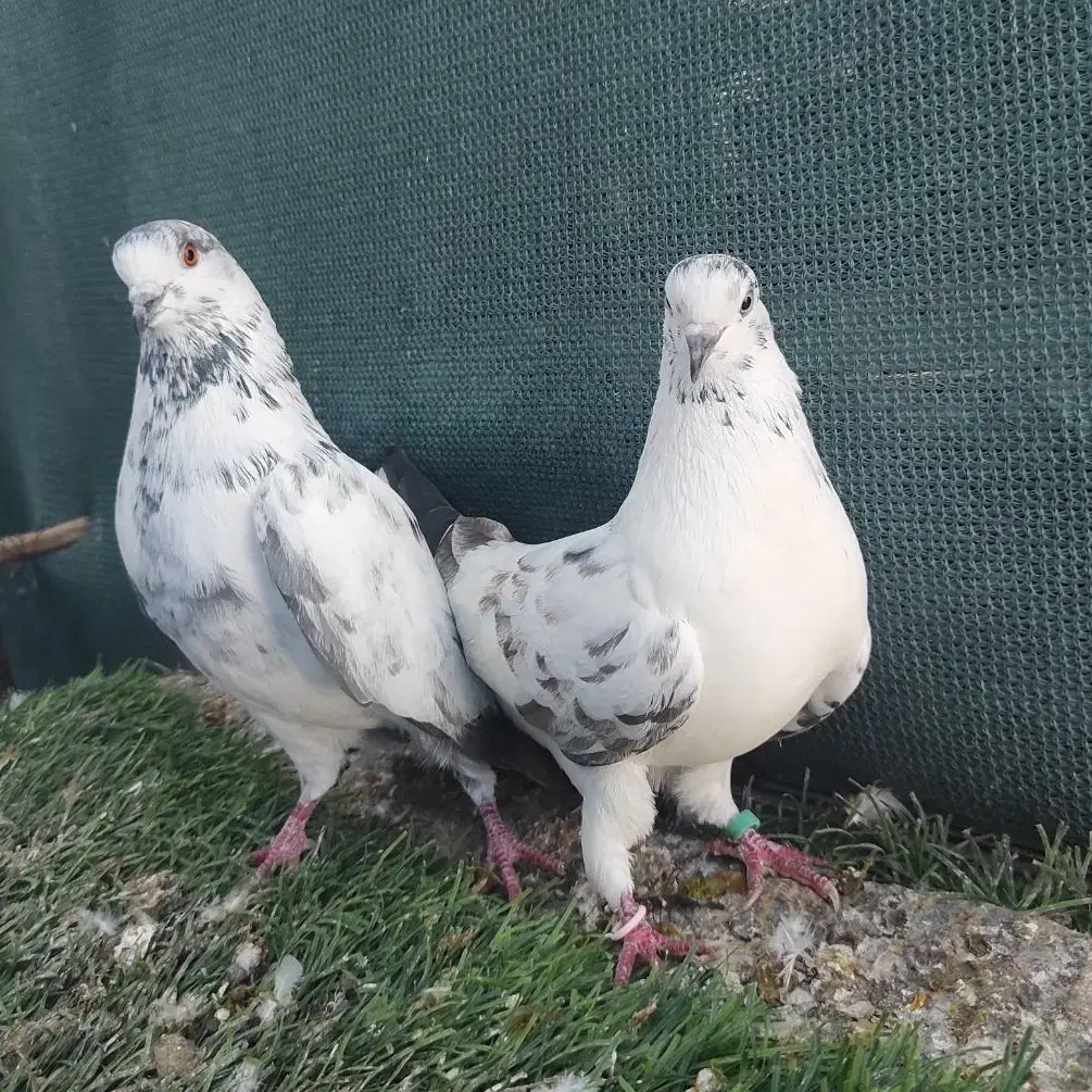 کفتر پرشی|پرنده|قشم, |دیوار