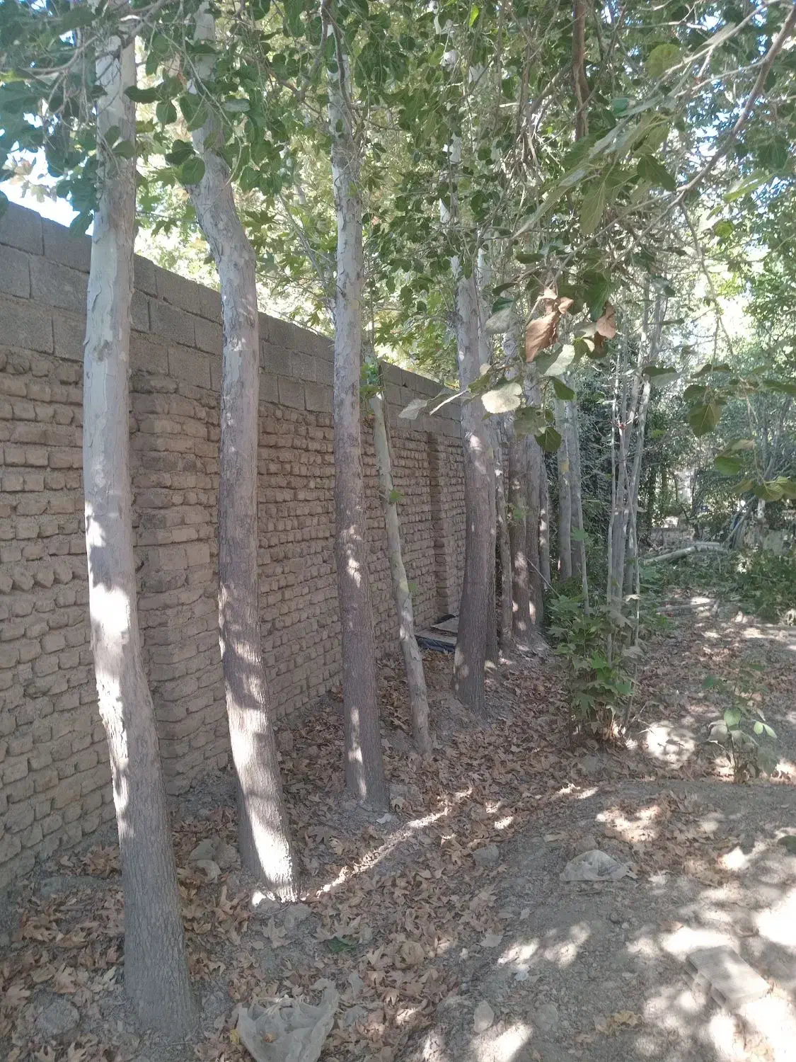 خریدار انواع چوب درختان میوه و|خدمات باغبانی و درختکاری|تهران, اکباتان|دیوار