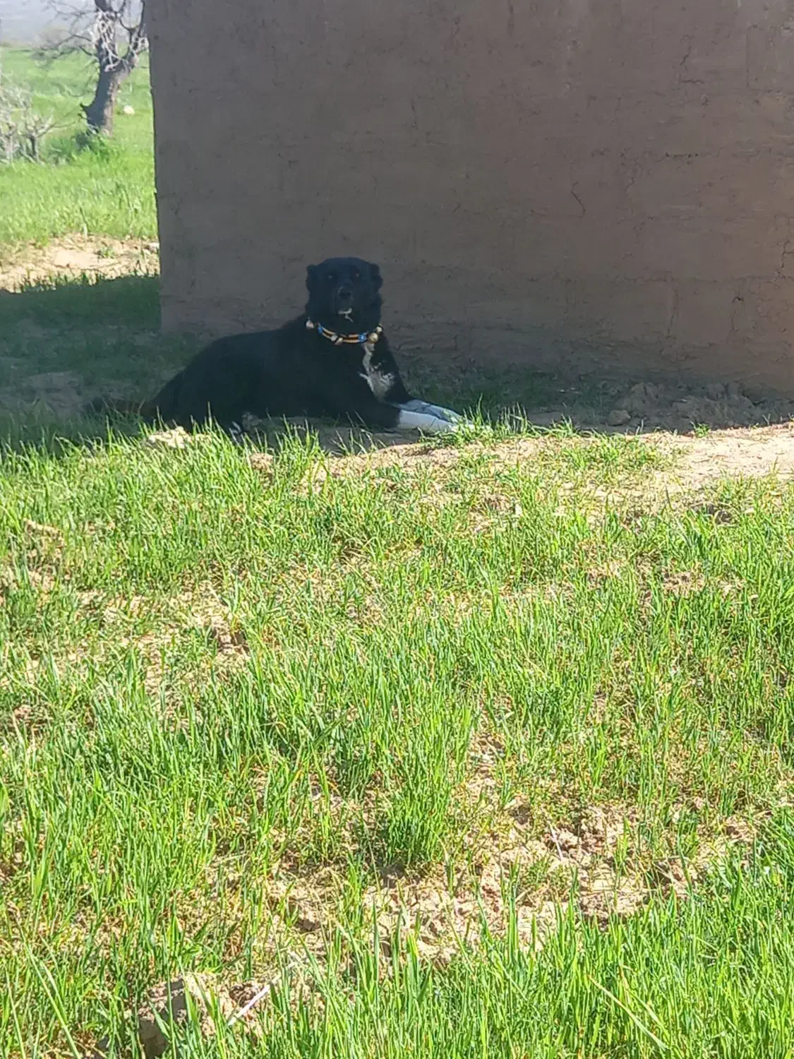 سگ قدر جون|سگ|لردگان, |دیوار