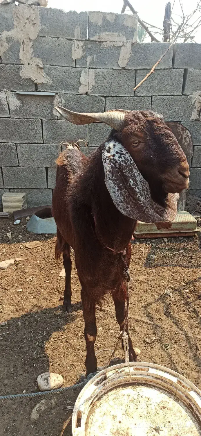 کهره نر،خورموج|حیوانات مزرعه|خورموج, |دیوار