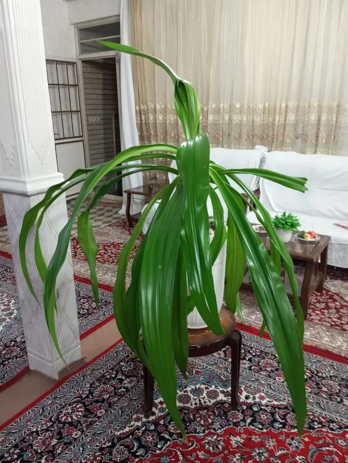 فروش سوسن عنکبوتی|گل و گیاه طبیعی|قم, منبع آب|دیوار