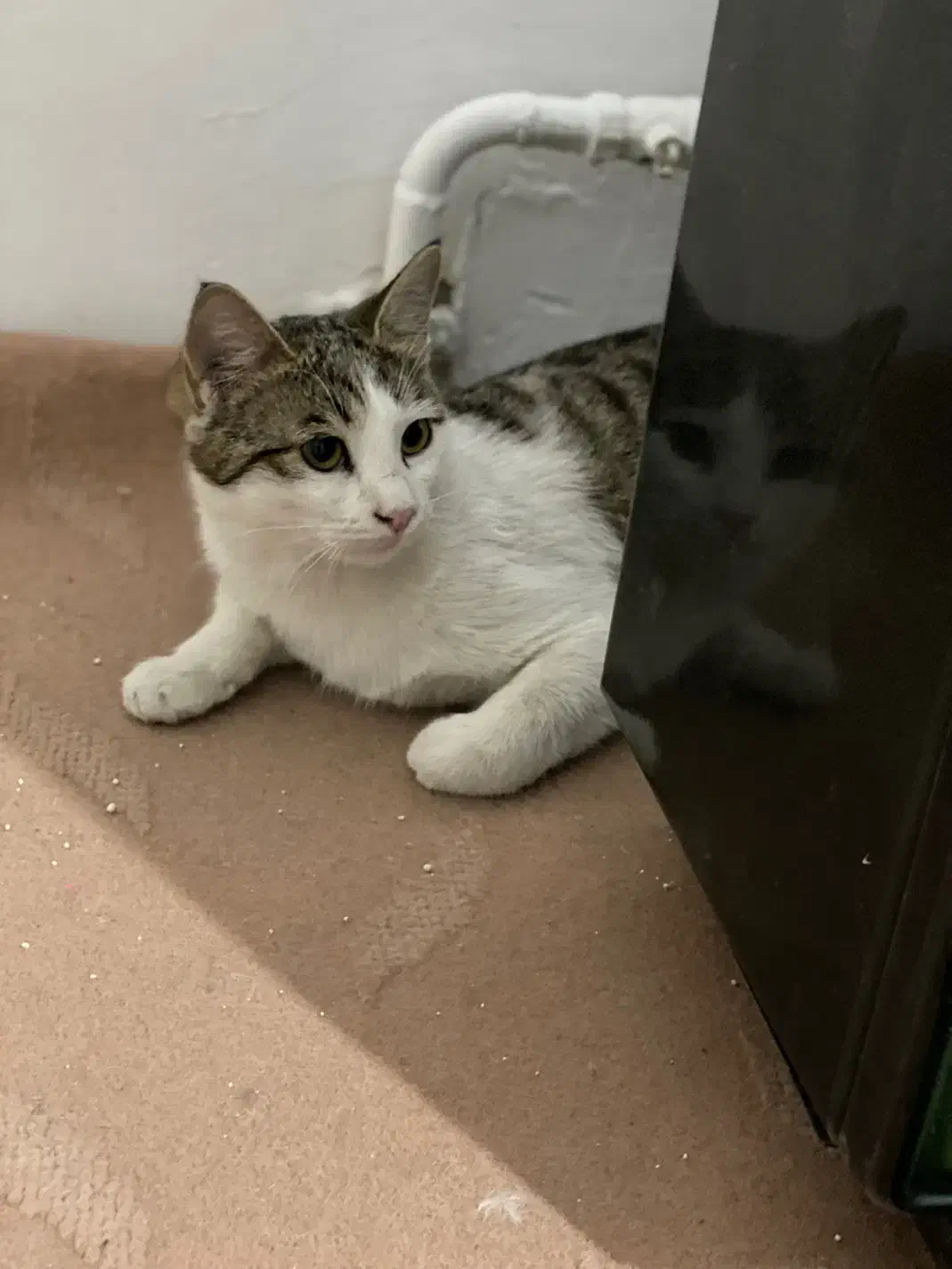 واگذاری گربه|گربه|نیشابور, شهرک فرهنگیان|دیوار