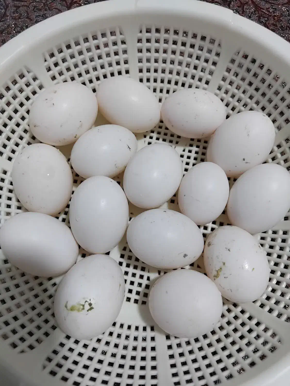 تخمکبوتر|خوردنی و آشامیدنی|برخوار, |دیوار