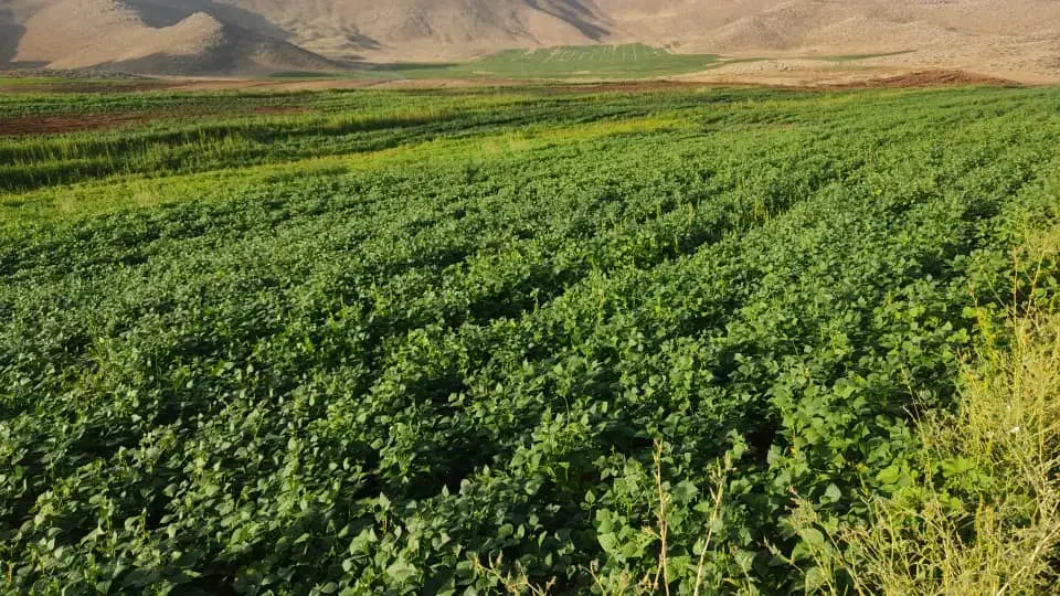 فروش زمین کشاورزی آبی کوهرنگ|فروش زمین و ملک کلنگی|کوهرنگ, |دیوار