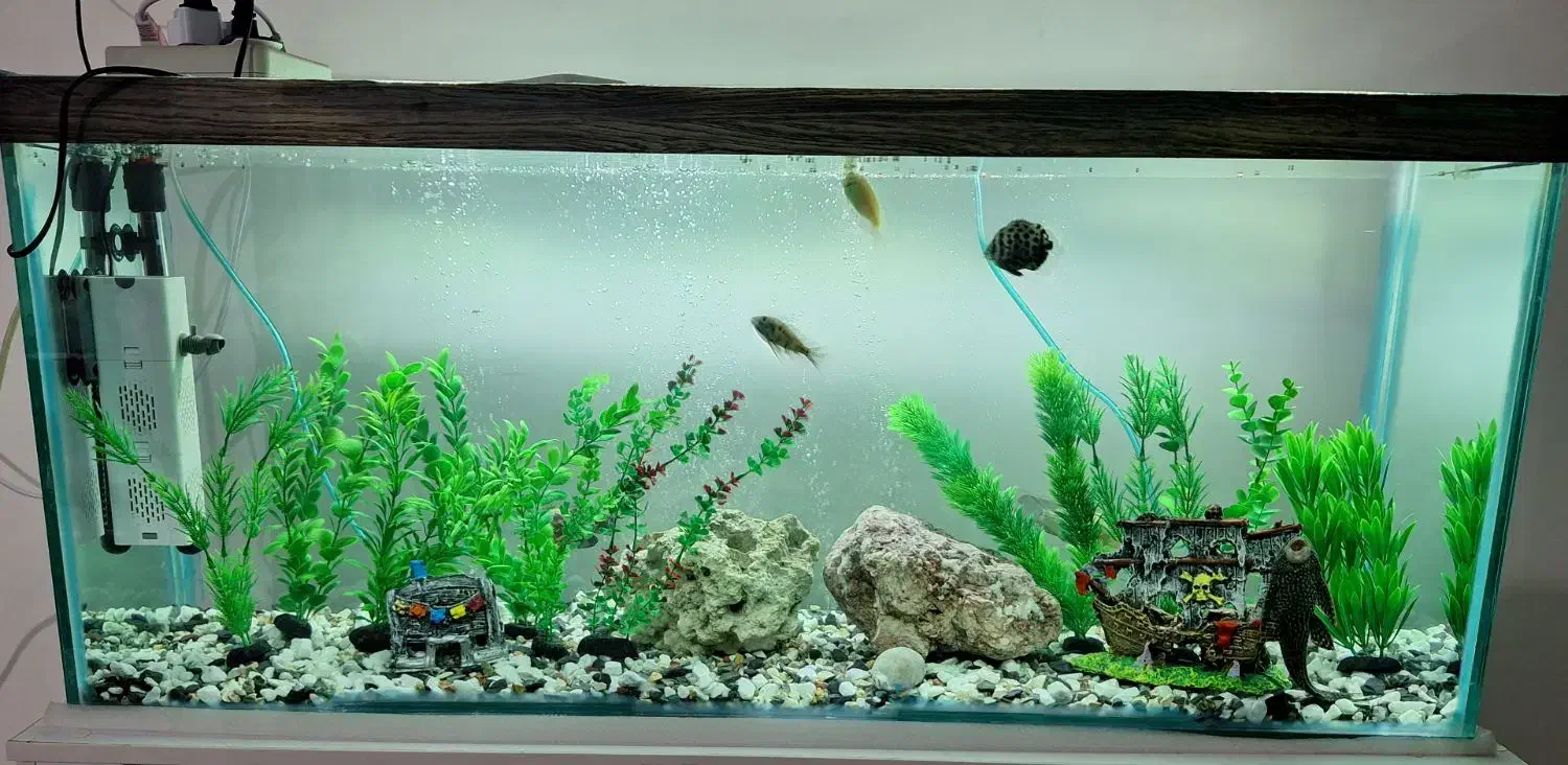 آکواریوم، معاوضه با وسایل پیشنهادی شما.|ماهی|عسلویه, |دیوار