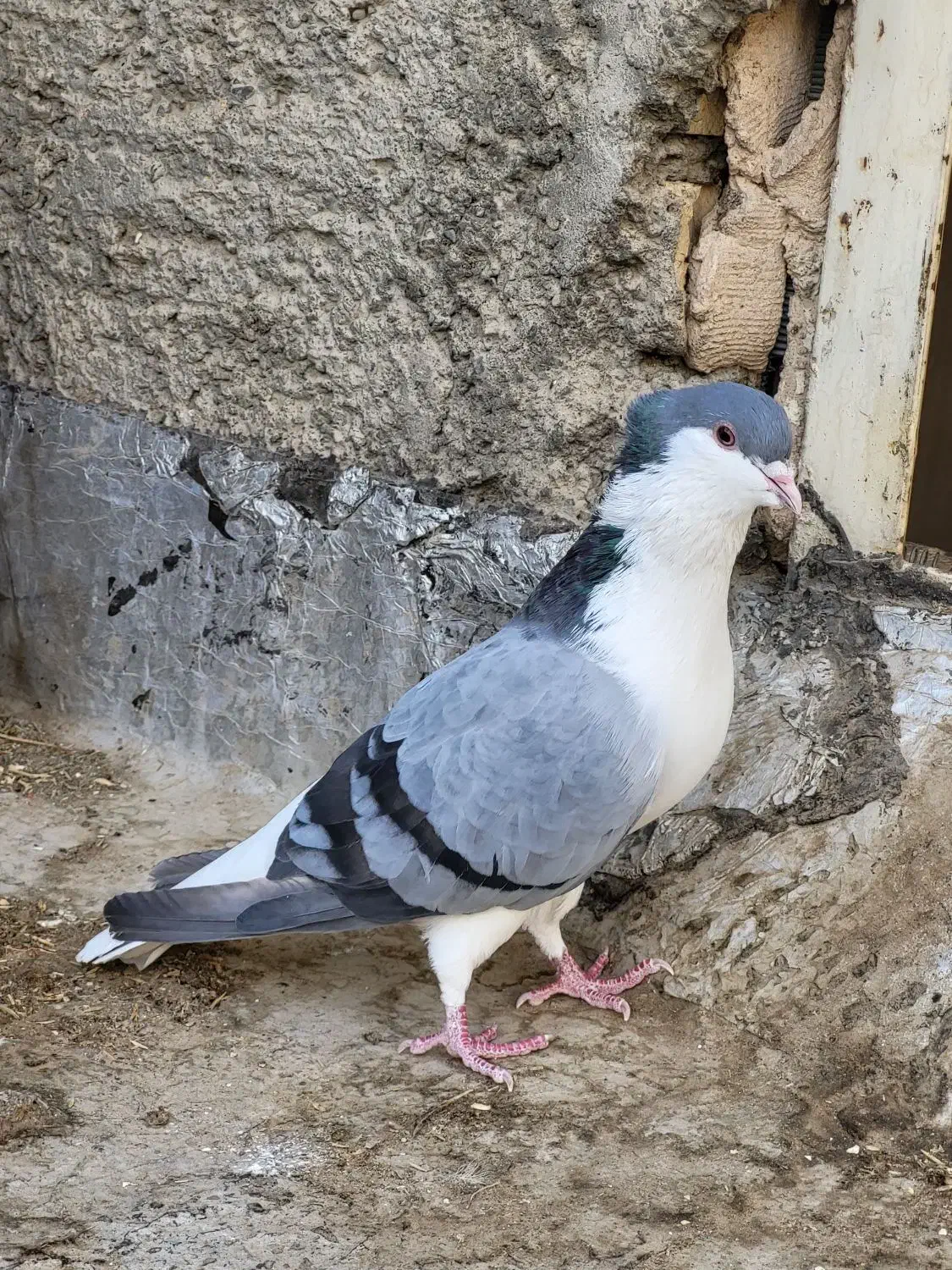یجفت دمگیر گلین یلایی با جوجه|پرنده|اصفهان, قهجاورستان|دیوار