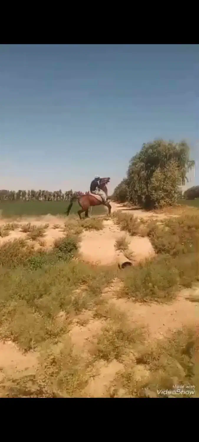 اهواز|اسب و تجهیزات اسب‌سواری|اهواز, اهواز|دیوار