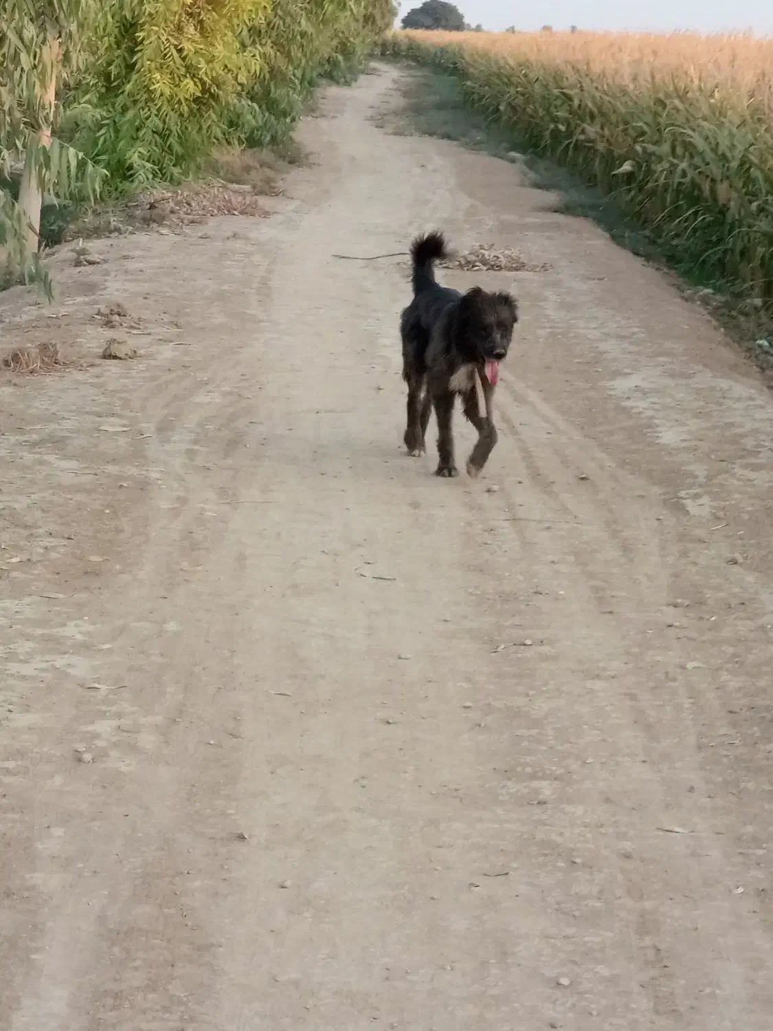 سگ  ملو گمشده|حیوانات|دزفول, |دیوار