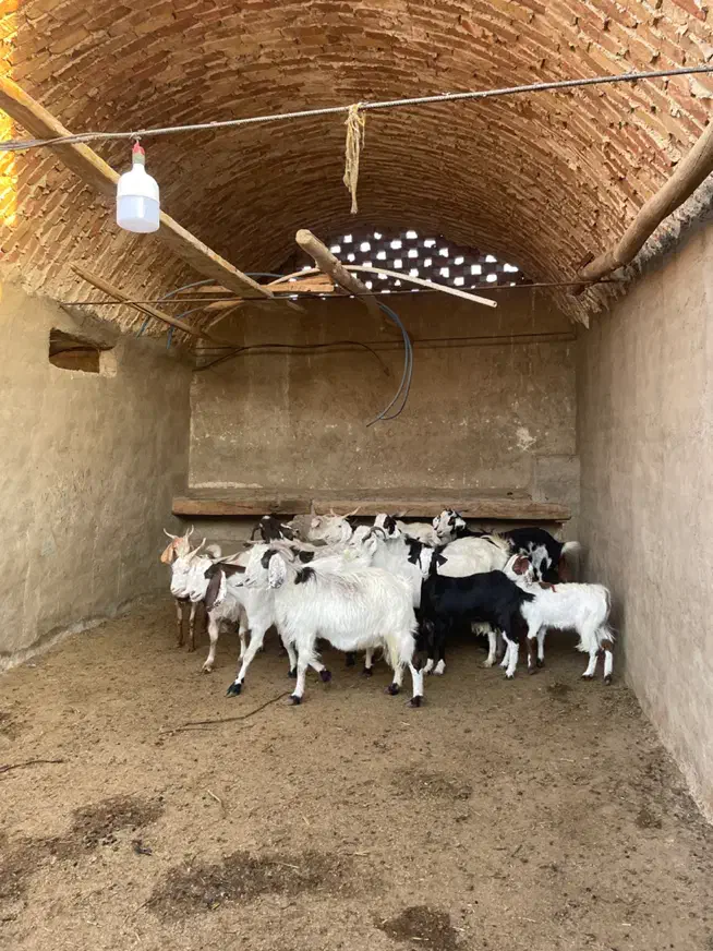 بز و بزغاله|حیوانات مزرعه|کاشان, طاهرآباد|دیوار