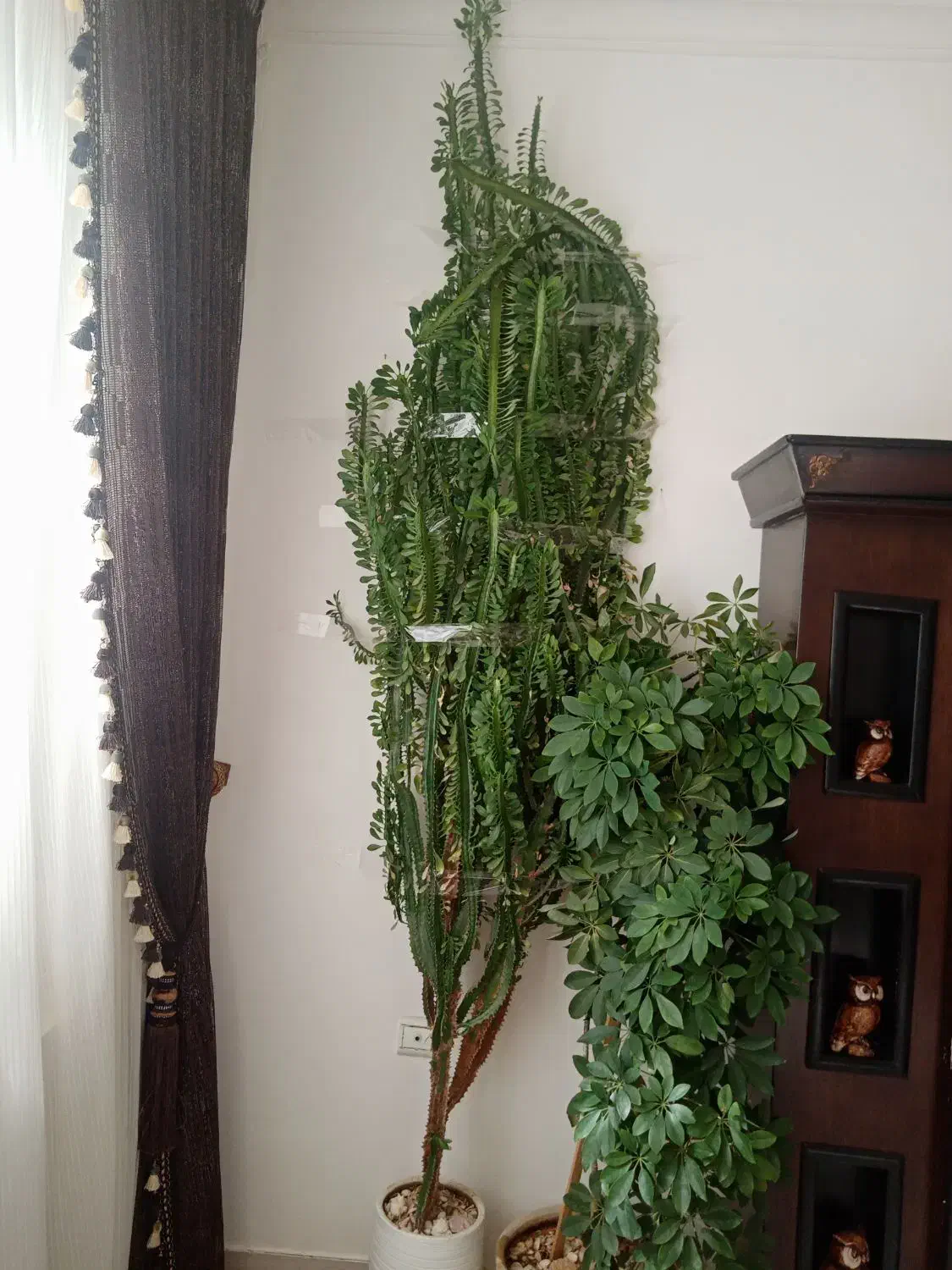 گل افوربیا|گل و گیاه طبیعی|خلیل آباد, |دیوار