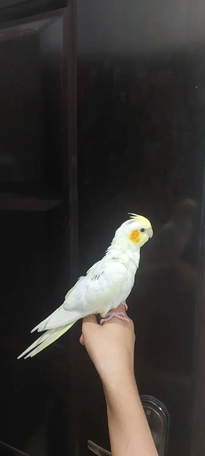 ۳ عدد عروس هلندی تازه دون خور|پرنده|کرمان, |دیوار