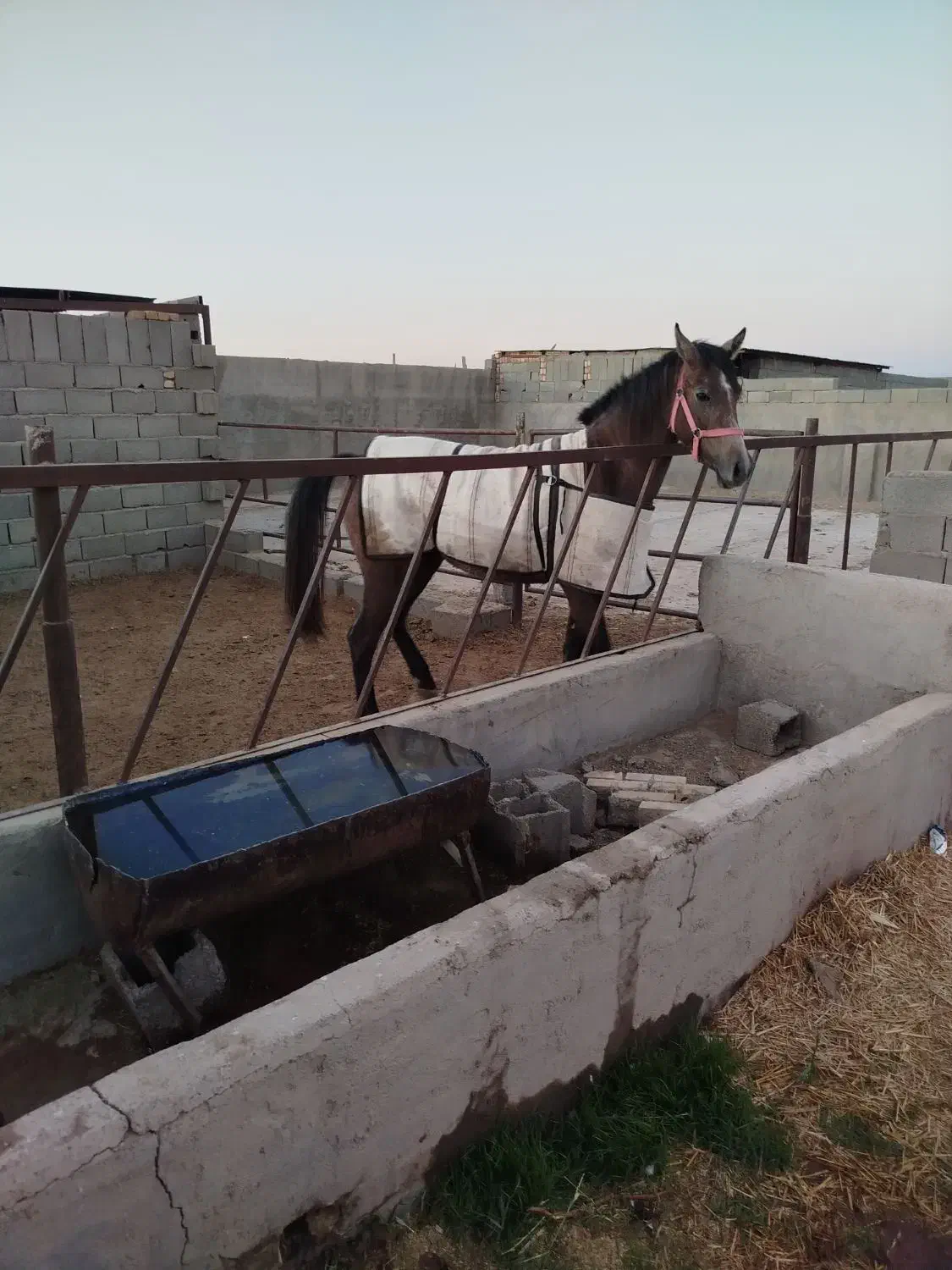 اسب|اسب و تجهیزات اسبسواری|گناباد, |دیوار