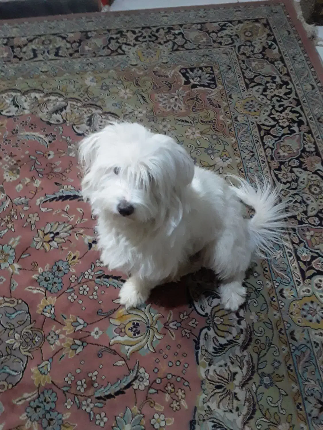 سگ باهوش وهرف گوشکن|سگ|قرچک, داوود آباد|دیوار