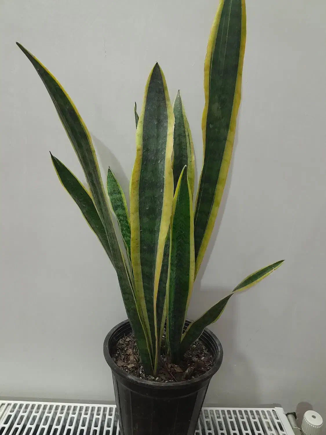 گلهای اپارتمانی زاموفیلیا وسانسوریا پتوس پهن برگ|گل و گیاه طبیعی|گرگان, |دیوار