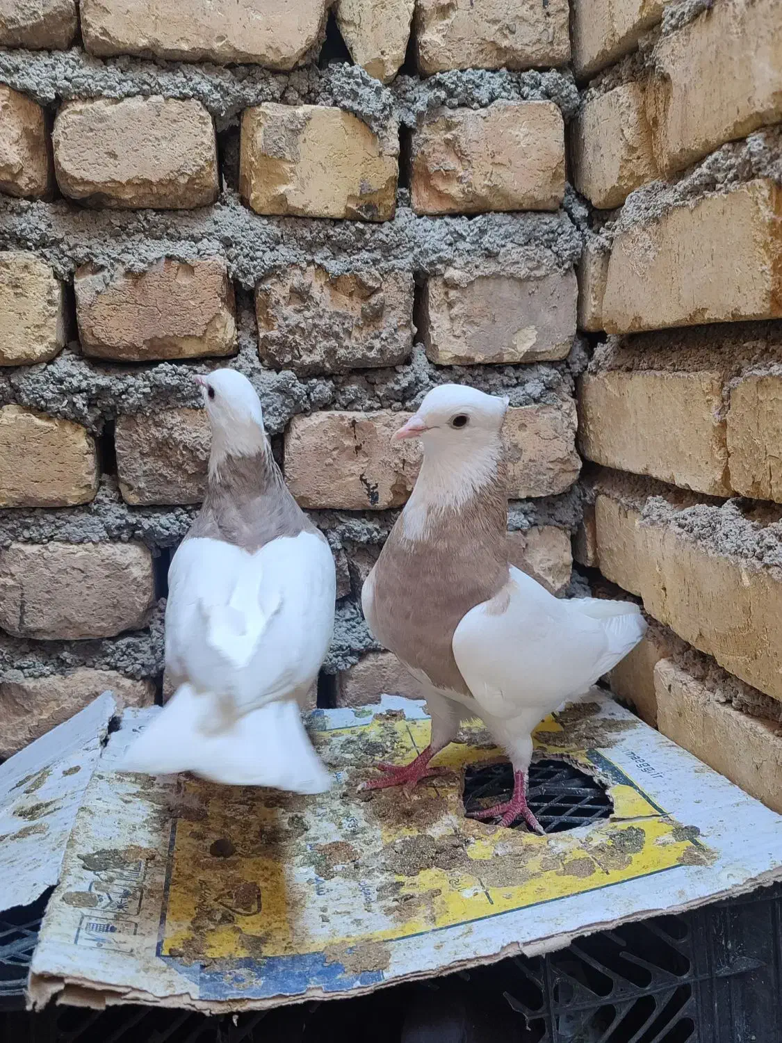 طوقی کله الماسی سینه ای سرخ کله ا عروس هلندی سخنگو|پرنده|مبارکه, |دیوار