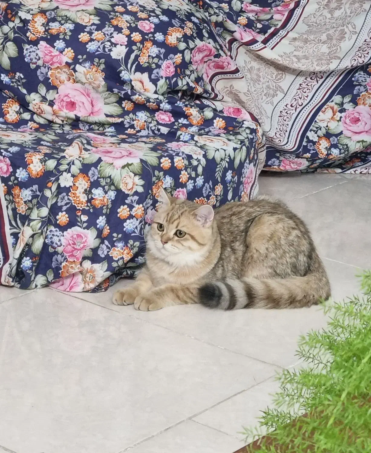 گربه نژاددار خانگی|گربه|شاهینشهر, سعدی جنوبی|دیوار