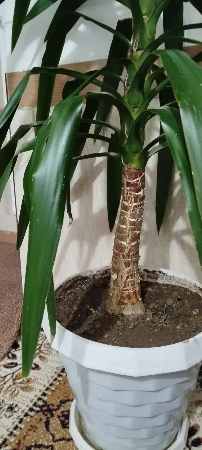 گل یوکای بزرگ|گل و گیاه طبیعی|بانه, |دیوار