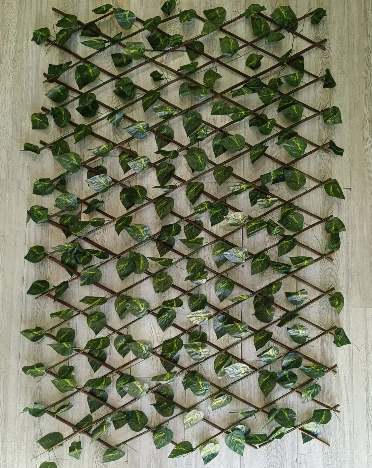 آکاردئون برگی|گل مصنوعی|شیراز, اصلاح‌نژاد|دیوار