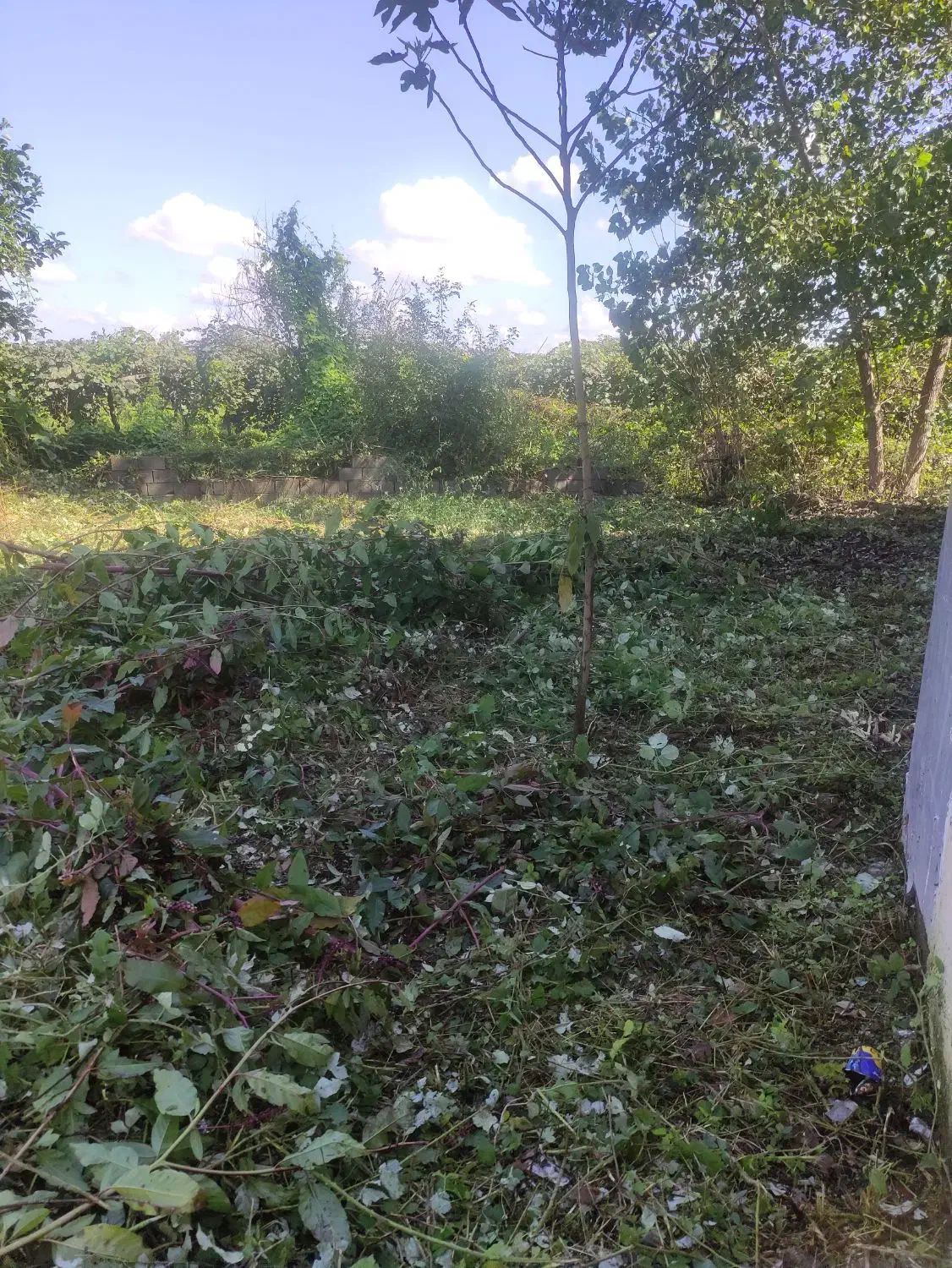 علف تراشی باغ و زمین های متراکم|خدمات باغبانی و درختکاری|آمل, |دیوار