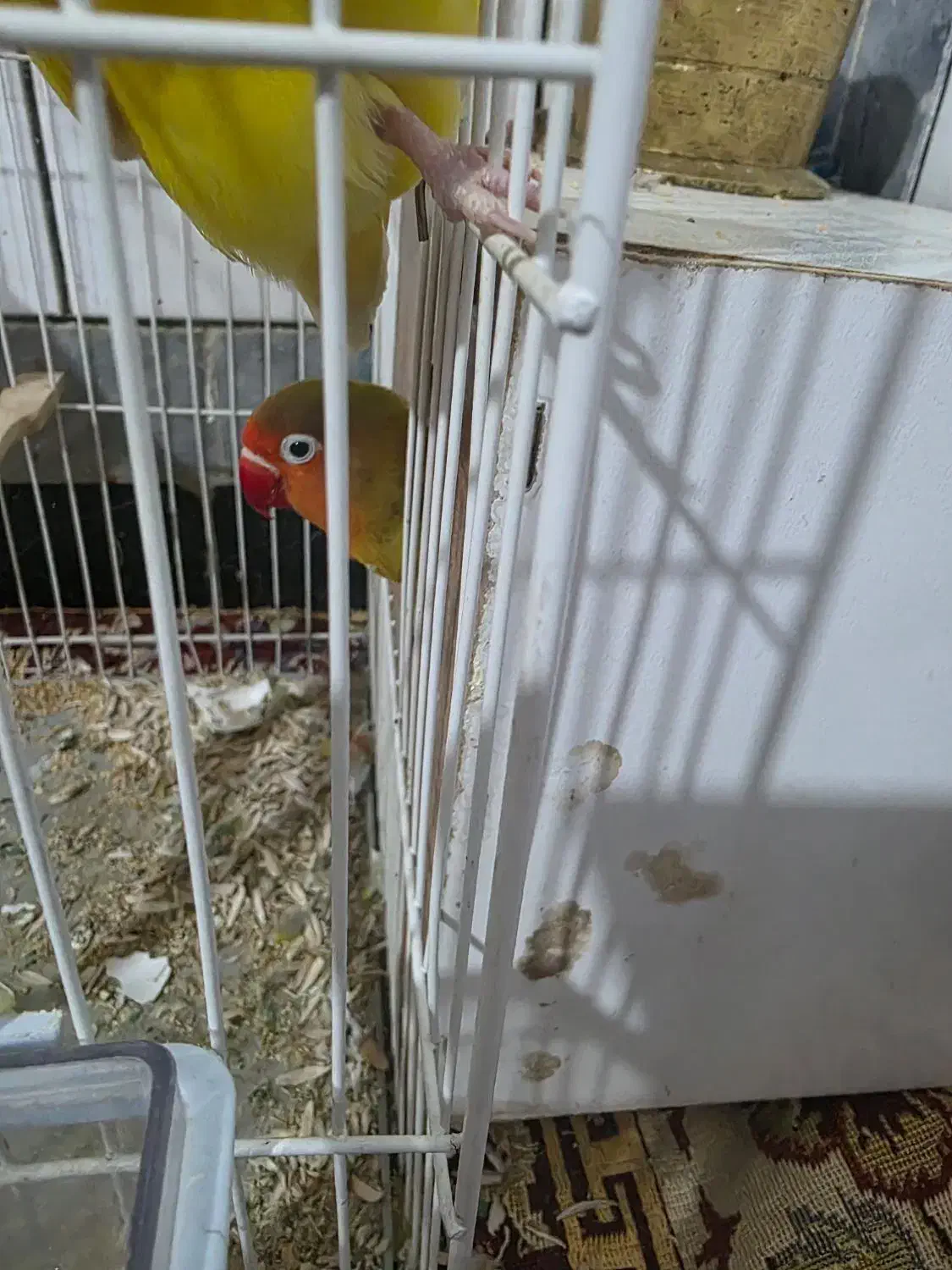 جفت پرنده برزیلی|پرنده|تربتحیدریه, حسنی بالا|دیوار