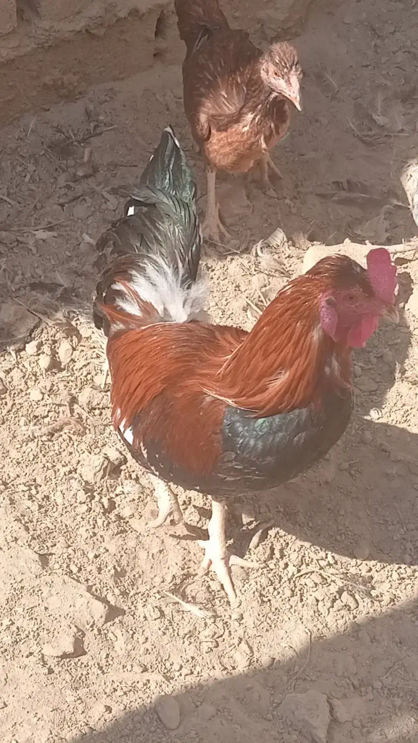 خروس بالغ|پرنده|تیمور آباد, |دیوار