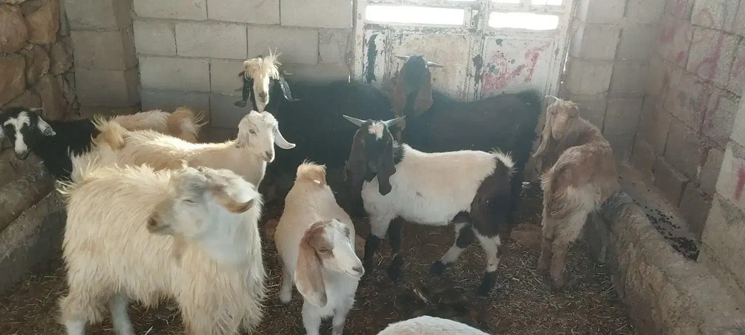 بزقاله سرحال|حیوانات مزرعه|کوهدشت, |دیوار