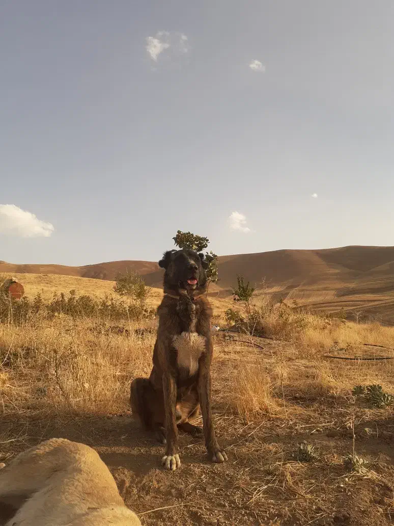 واگذاری سگ|سگ|اسدآباد, |دیوار