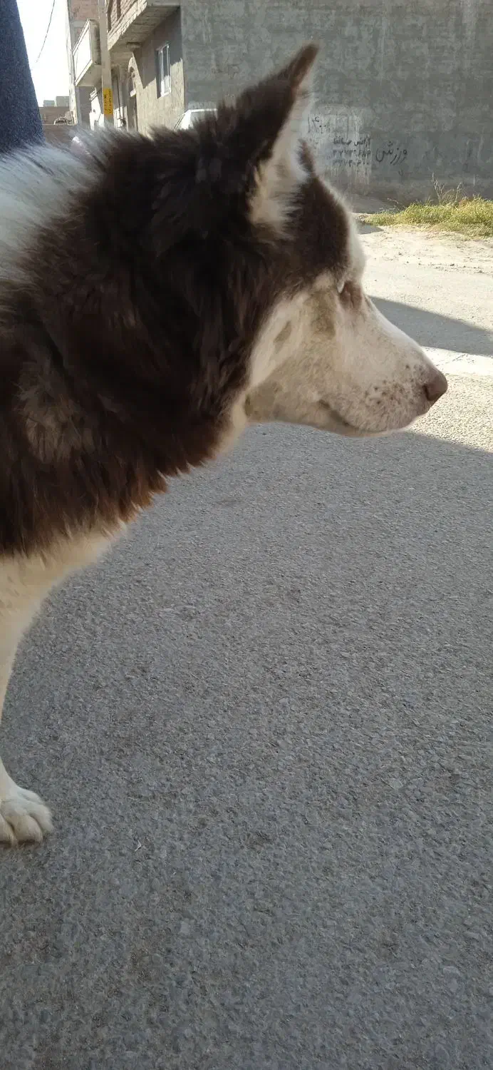 سگ هاسکی ماده|سگ|بناب, |دیوار