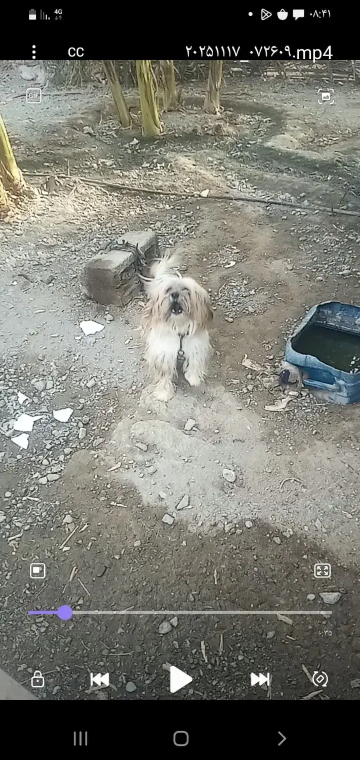 ۶میلیون|سگ|کهنوج, |دیوار