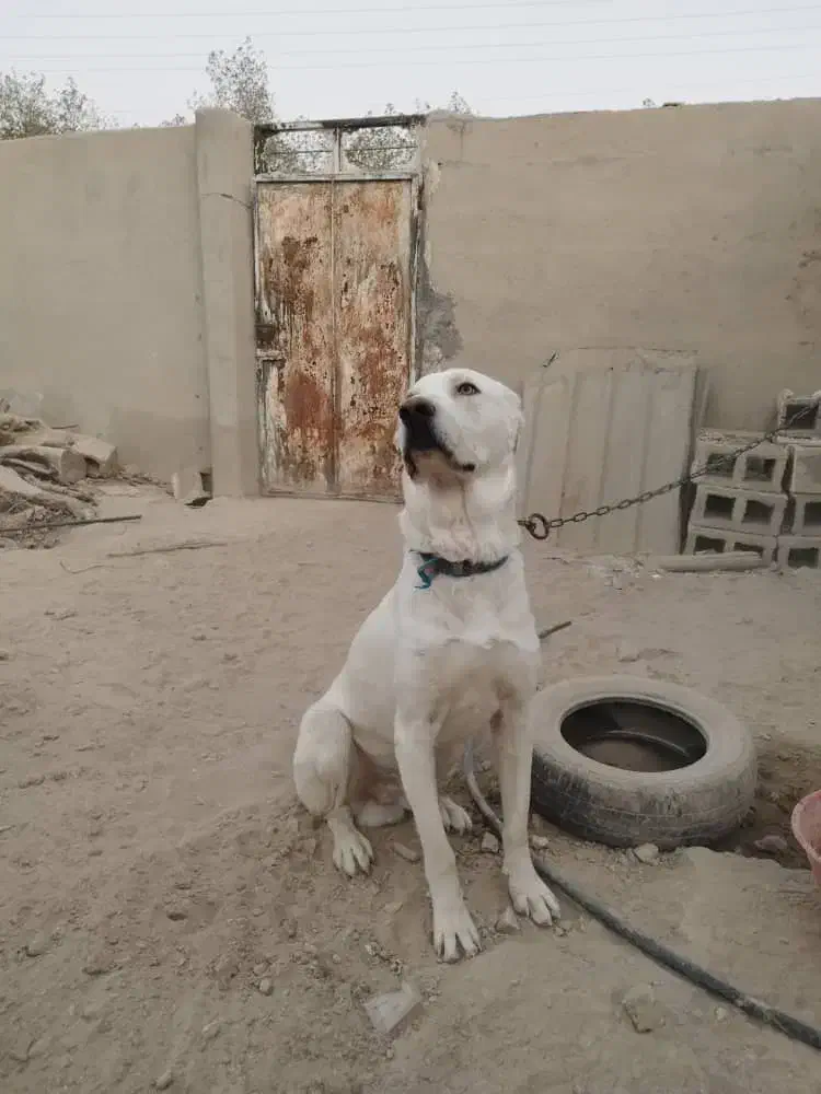 سگ سرابی اصیل یساله|سگ|اشکنان, |دیوار