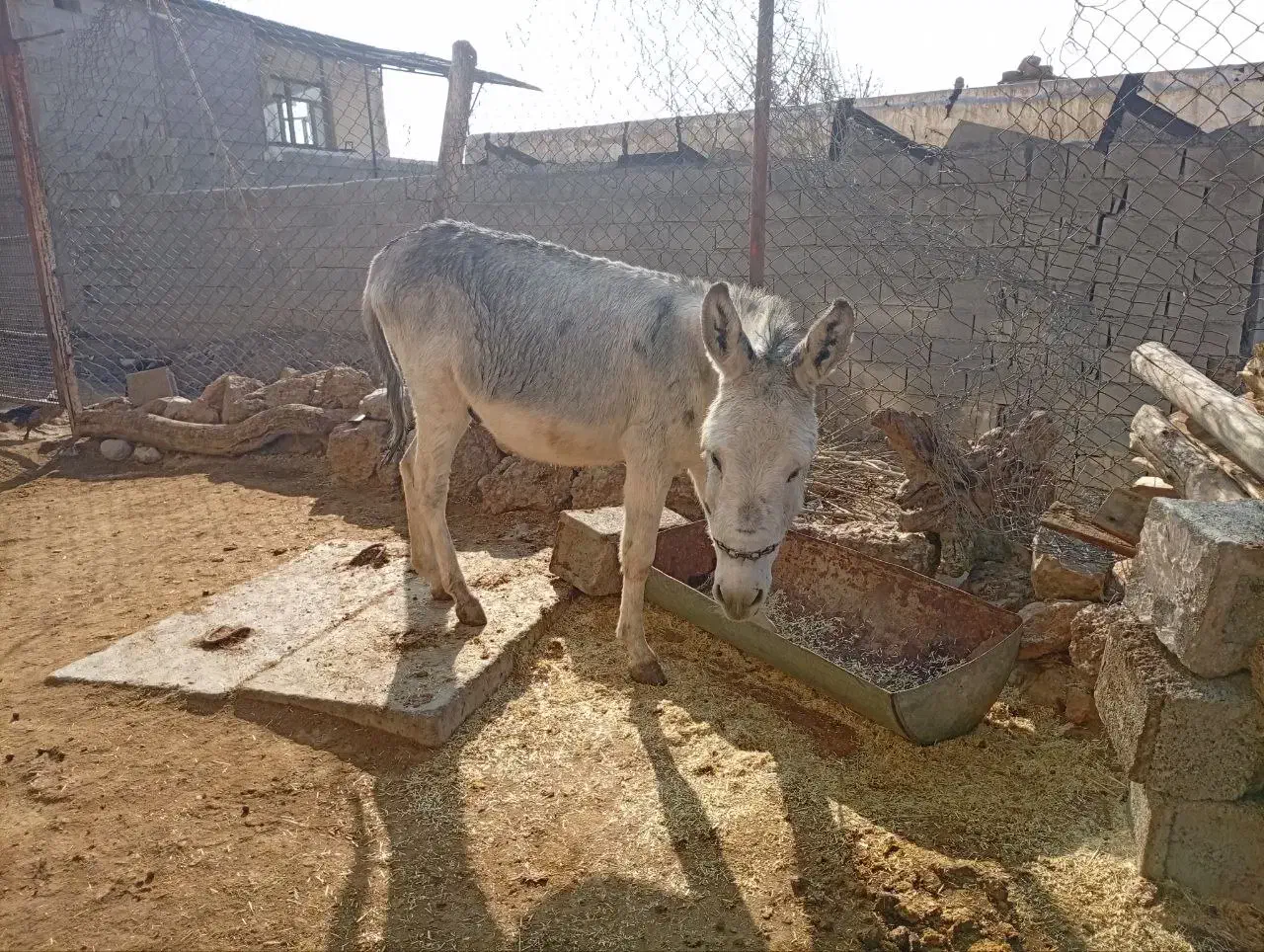 خر نر تازه داره باری میشه سالم سرحال|حیوانات مزرعه|جوانرود, |دیوار