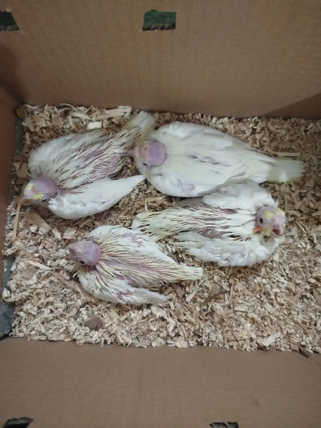 جوجه عروس هلندی...|پرنده|ایرانشهر, |دیوار