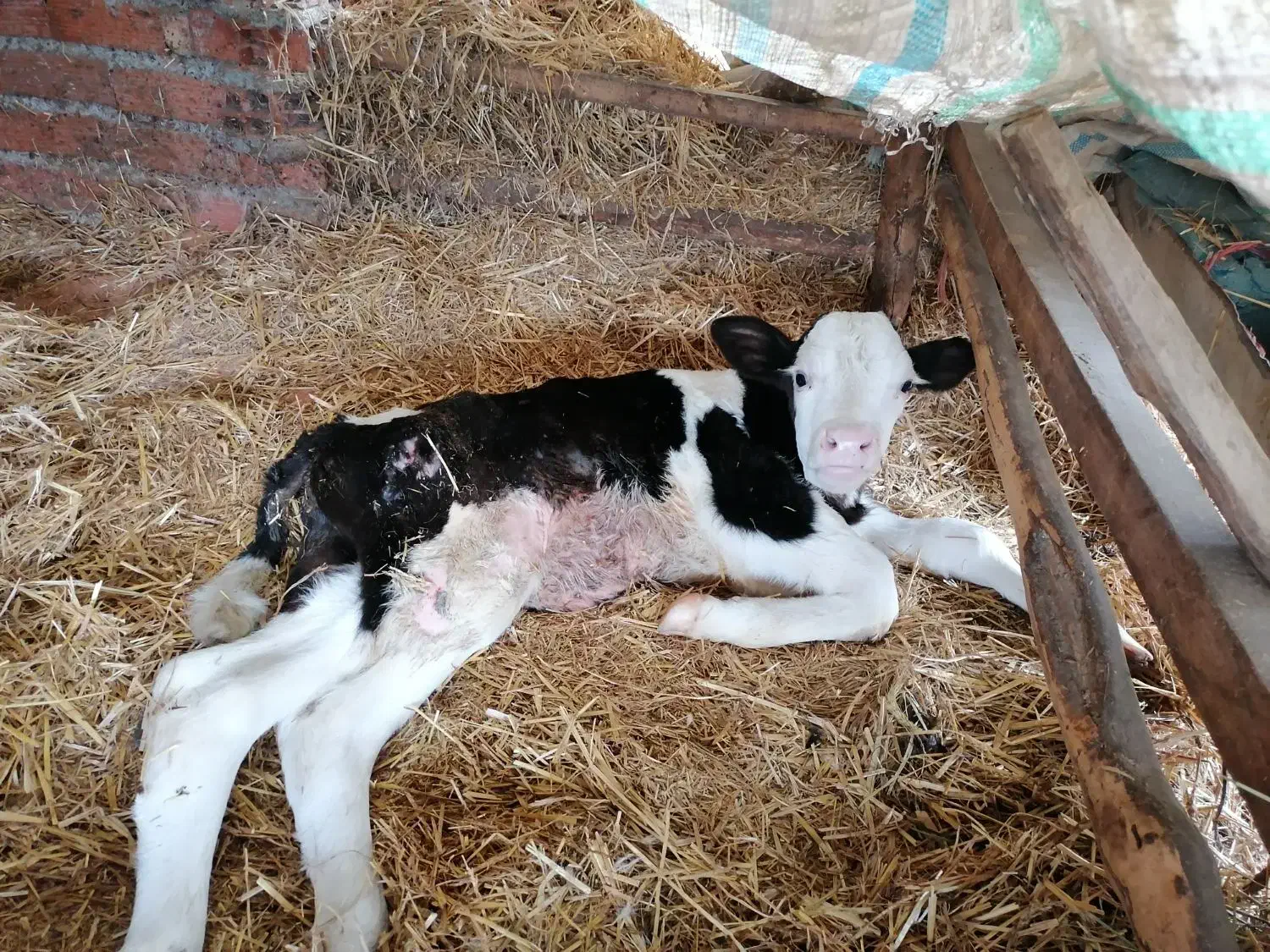 گوساله|حیوانات مزرعه|بندر گز, |دیوار