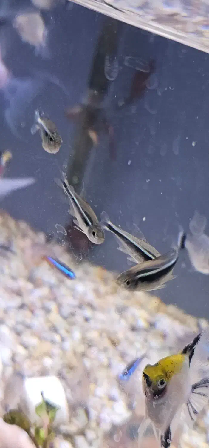 ماهی تترا|ماهی|فردیس, قریشی|دیوار