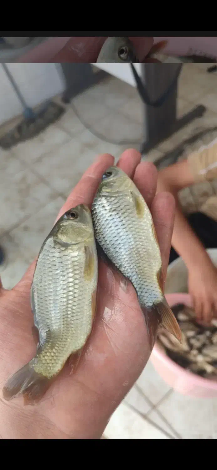 ماهی کپور غزل|ماهی|قم, یخچال قاضی|دیوار