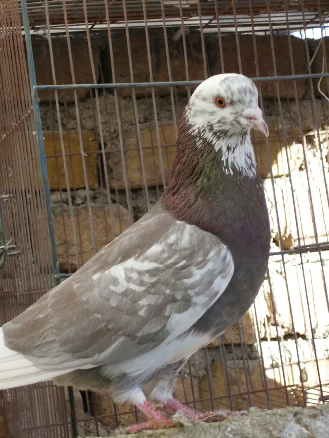 کبوتر پرشی|پرنده|وحیدیه, |دیوار