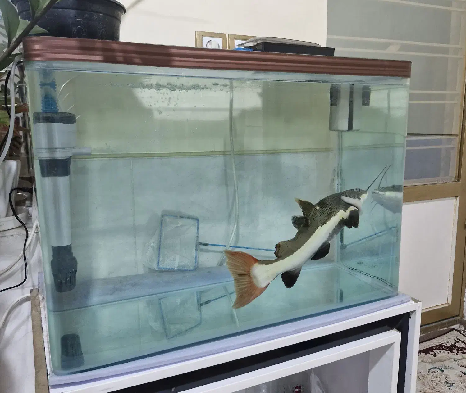 ماهی ردتیل وآکواریوم شرکتی|ماهی|شیراز, کوشک میدان|دیوار