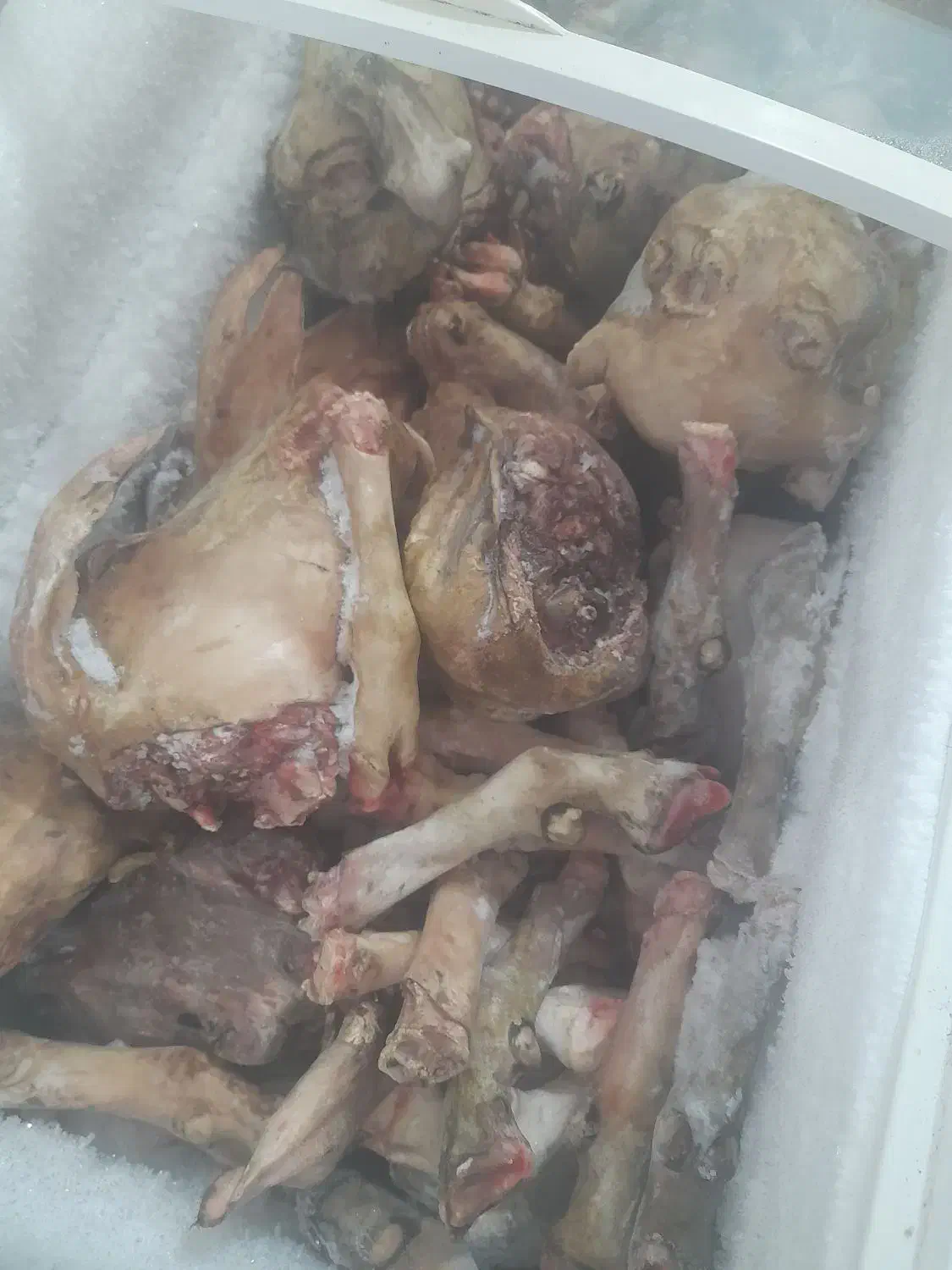 کله پاچه|عمده‌فروشی|مهران (ایلام), |دیوار