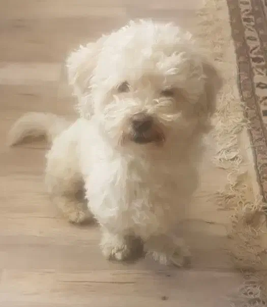 سگ گمشده شیتزو|حیوانات|اصفهان, گلزار|دیوار