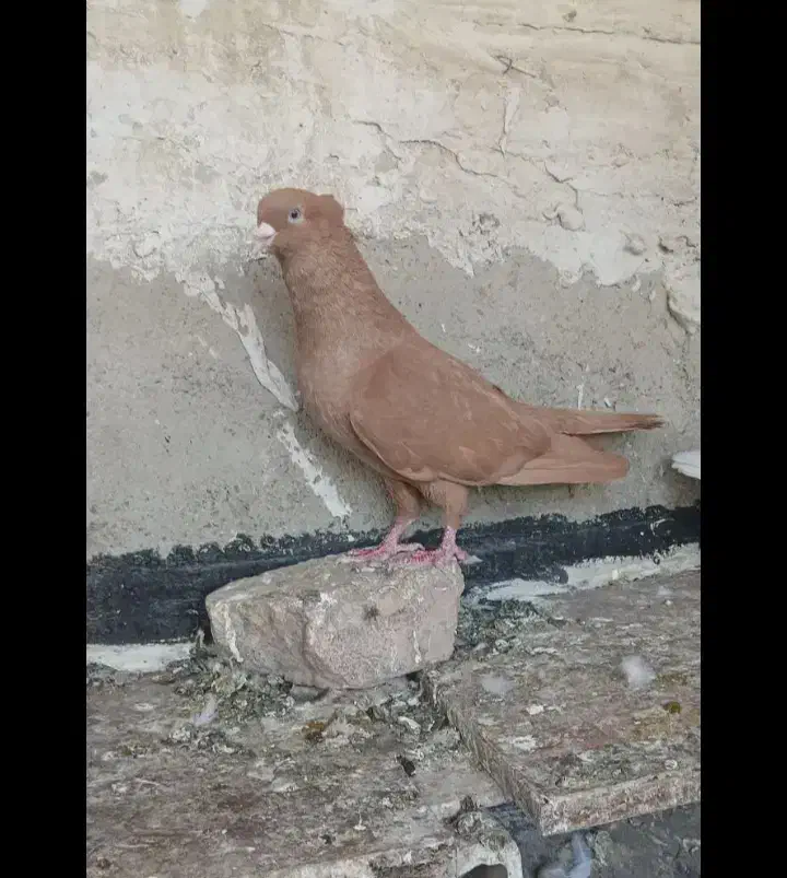 زردسرخ ا س ی ن م|پرنده|سقز, |دیوار