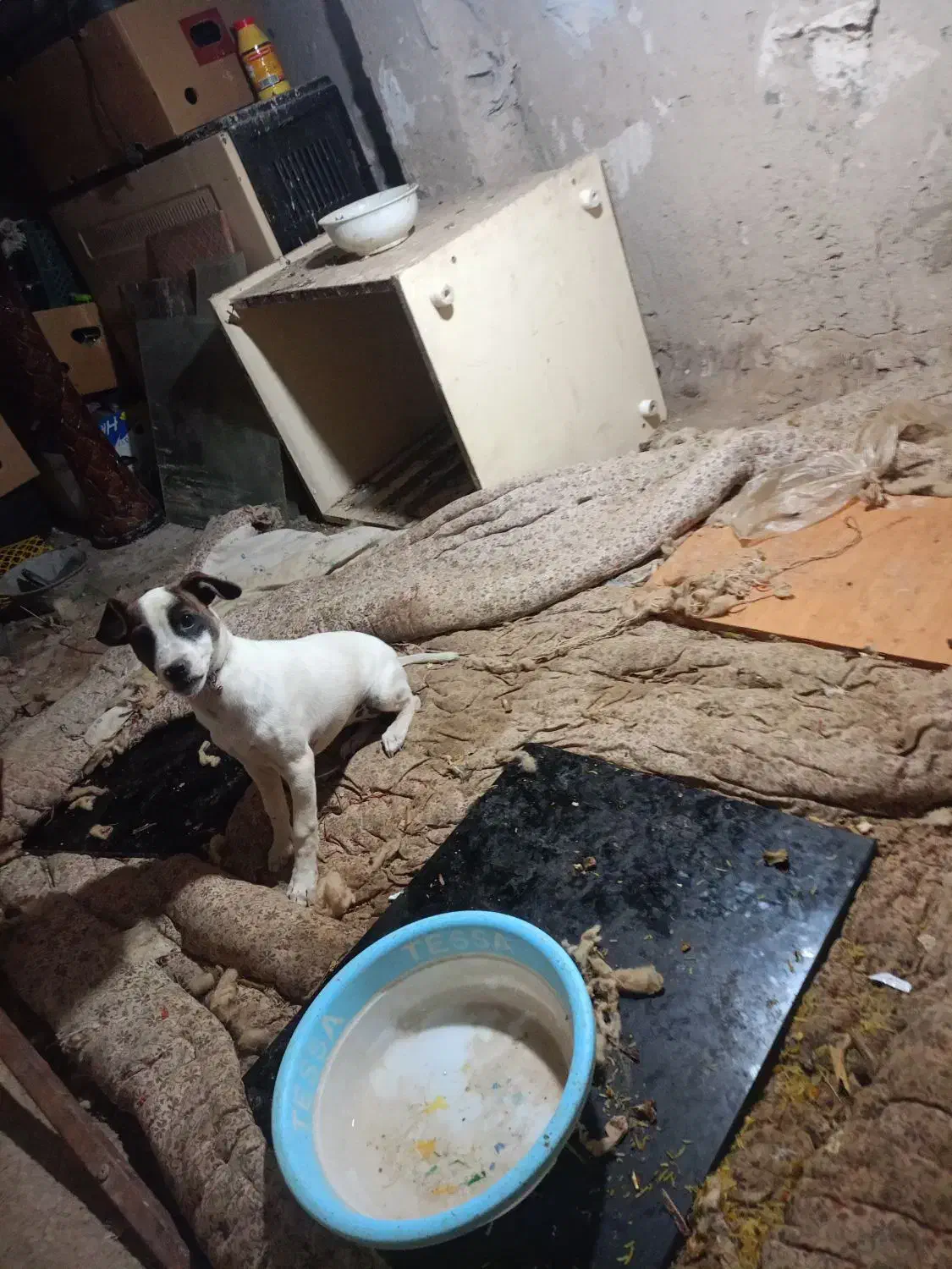 سگ فروشی|سگ|فریمان, |دیوار