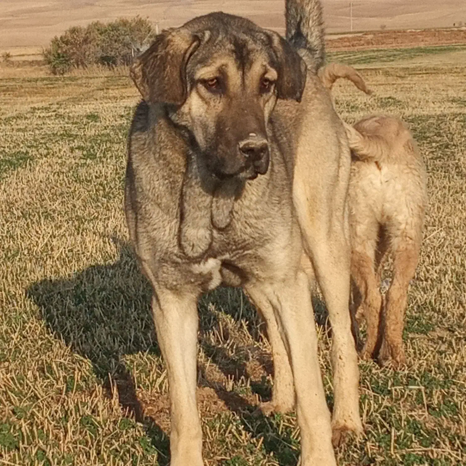 سگ پژدر|سگ|خنجین, |دیوار