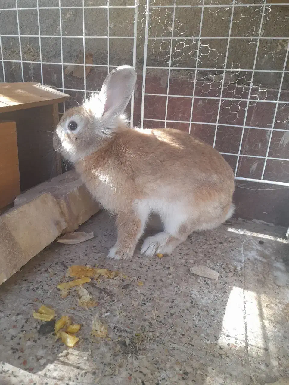 خرگوش|موش و خرگوش|تربت جام, پاسداران|دیوار