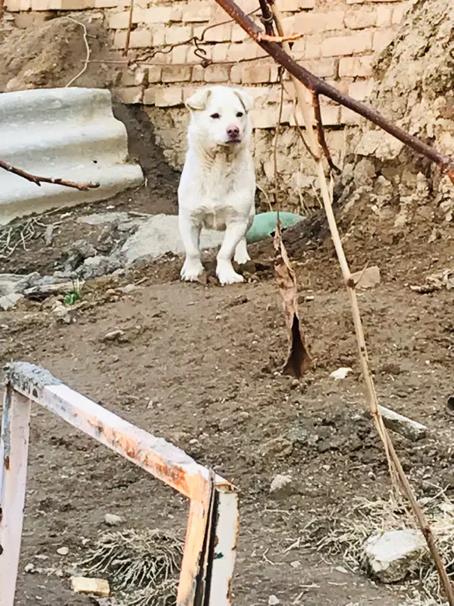 گمشده|حیوانات|تویسرکان, |دیوار